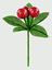 Premier-Berry-Pick