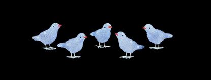 Premier-5-Piece-Acrylic-Birds