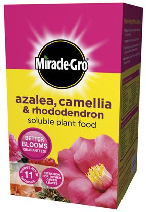 Miracle-Gro-Azalea-Camellia--Rhododendron-Soluble-Plant-Food