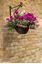 Ambassador-Willow-Hanging-Basket