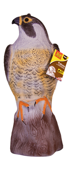 The-Big-Cheese-Falcon