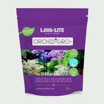 LAVA-LITE-Orchid---Gro