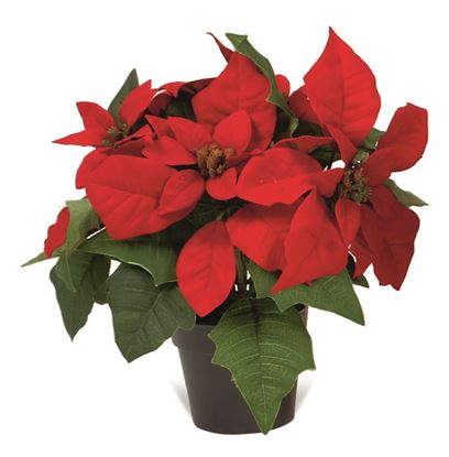 Premier-Potted-Poinsettia