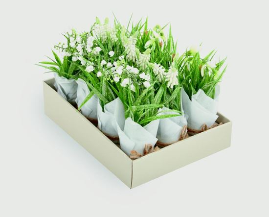 Premier-Flowers-In-Pot-FrostedVase-Tissue-Paper