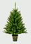 Premier-California-Spruce-In-Pot