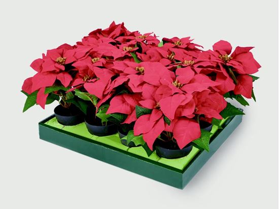 Premier-Red-Poinsettia-In-Vase