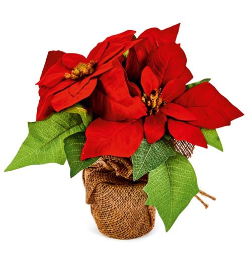 Premier-Poinsettia-In--Pot