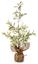 Premier-Natural-Mistletoe-Tree-In-Jute-Pot