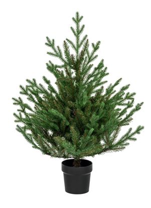 Premier-Potted-Glenshee-Spruce