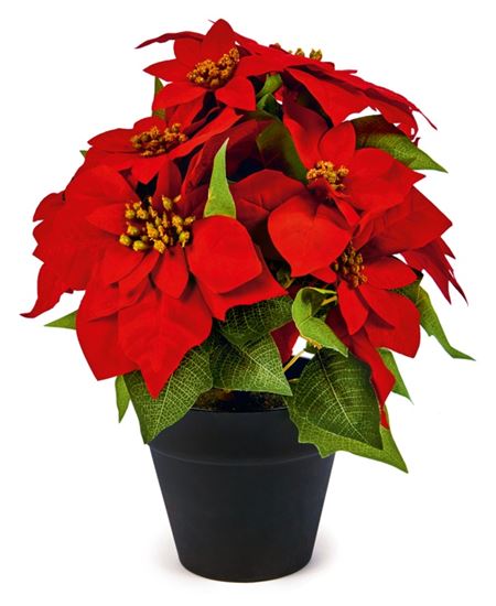 Premier-Poinsettia-In-Pot