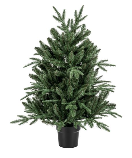 Premier-Potted-Aspen-Fir