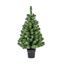 Premier-Woodcote-Spruce-In-Pot