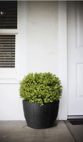 Primeur-Barrel-Planter