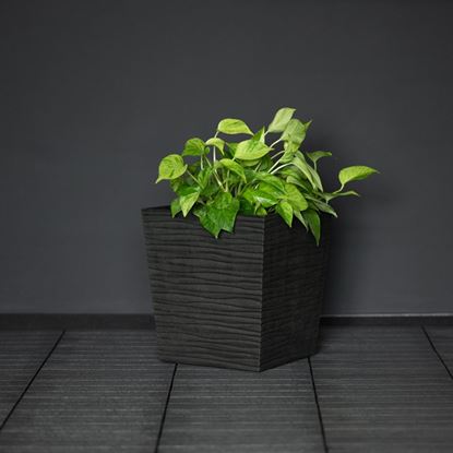 Primeur-Cello-Planter