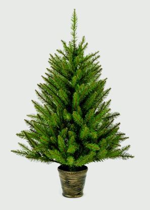 Premier-California-Spruce-In-Pot