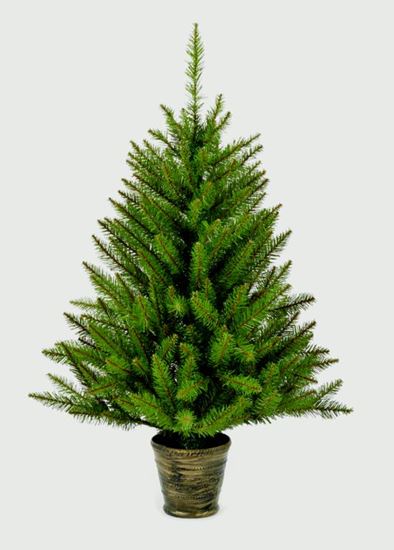 Premier-California-Spruce-In-Pot