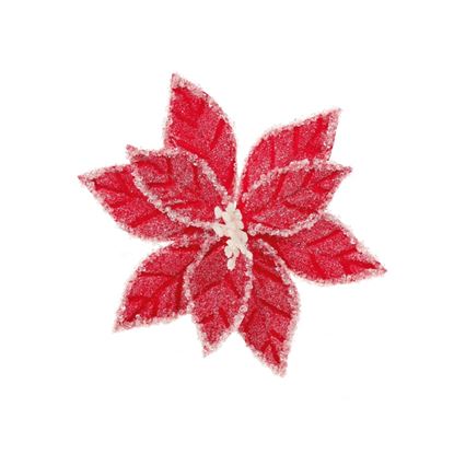 Premier-Red-White-Iced-Poinsettia-Flower