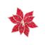 Premier-Red-White-Iced-Poinsettia-Flower