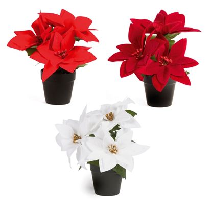 Premier-Poinsettia