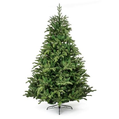 Premier-Nordmann-Fir