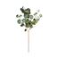 Premier-Eucalyptus-Stem