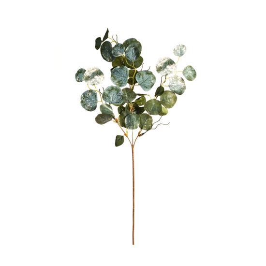 Premier-Eucalyptus-Stem