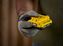 Stanley-V20-20ah-Battery