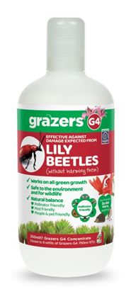 grazers-g4-lily-beetles