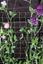 ambassador-climbing-plant-support-green