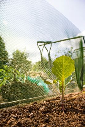 ambassador-plant-shading