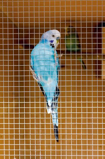 ambassador-cage--aviary-welded-panel
