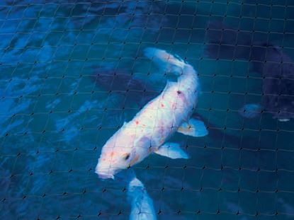 ambassador-pond-protection-net