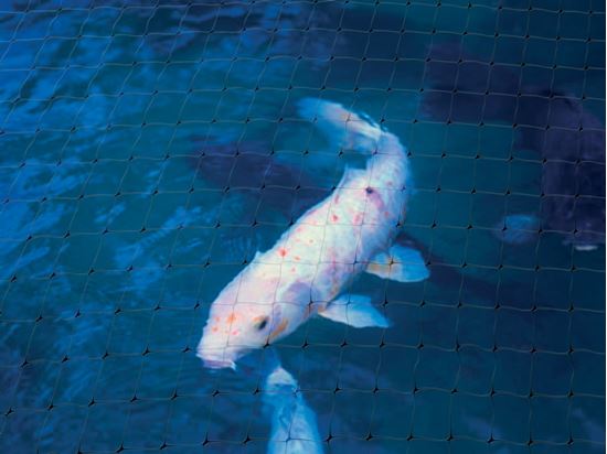 ambassador-pond-protection-net