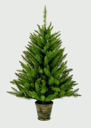 premier-california-spruce-in-pot