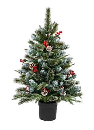 premier-new-jersey-spruce