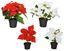 kaemingk-silk-poinsettia-in-pot-assorted