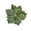 premier-sage-velour-magnolia-clip-on