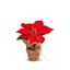 premier-red-poinsettia-with-gold-trim