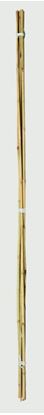 ambassador-bamboo-canes