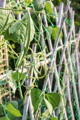 ambassador-pea--bean-net