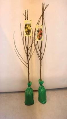 deree-fruit-tree