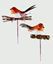 premier-robin-pick