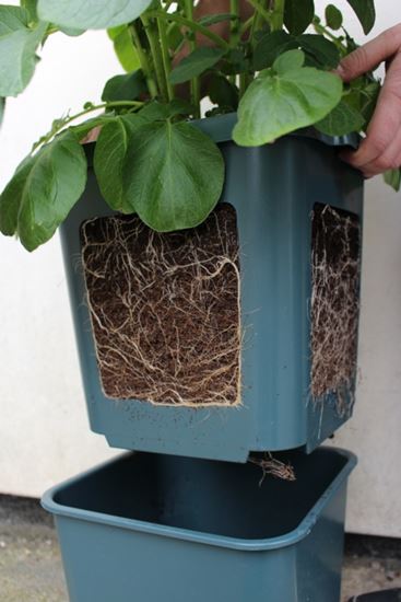 agralan-potato-pot