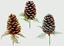 premier-pine-cone-picks