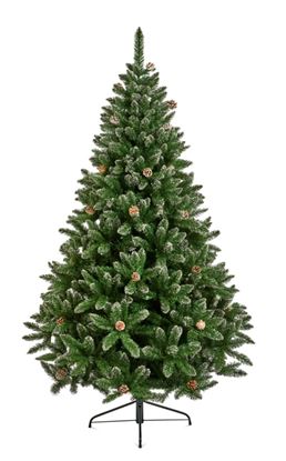 premier-rocky-mountain-pine-tree
