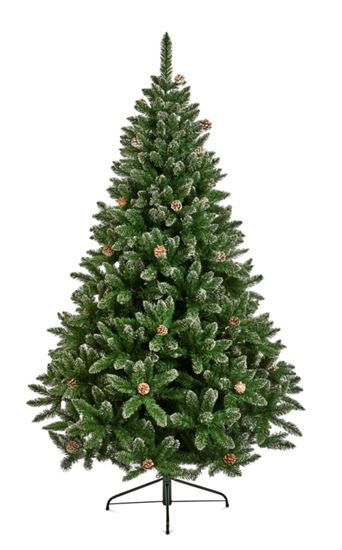 premier-rocky-mountain-pine-snow-tip-cone