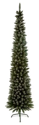 premier-pencil-pine-snow-tipped