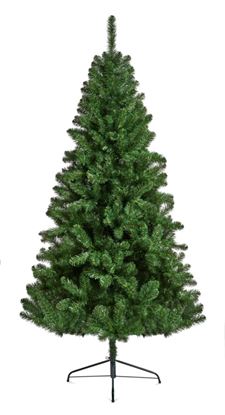 premier-northcote-pine-tree
