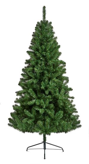 premier-northcote-pine-tree