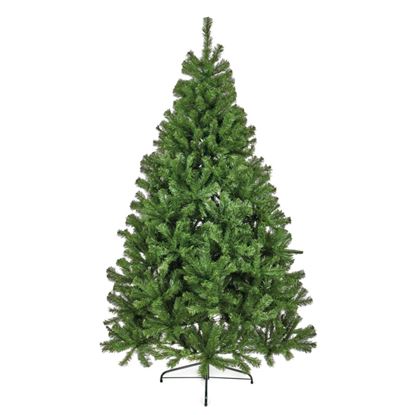 premier-geneva-pine-tree